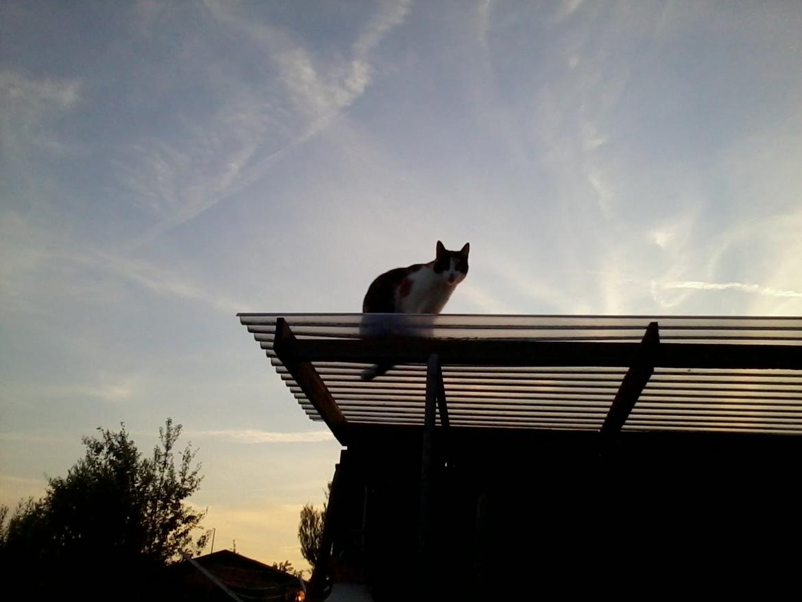 Huskat Mette billede 1