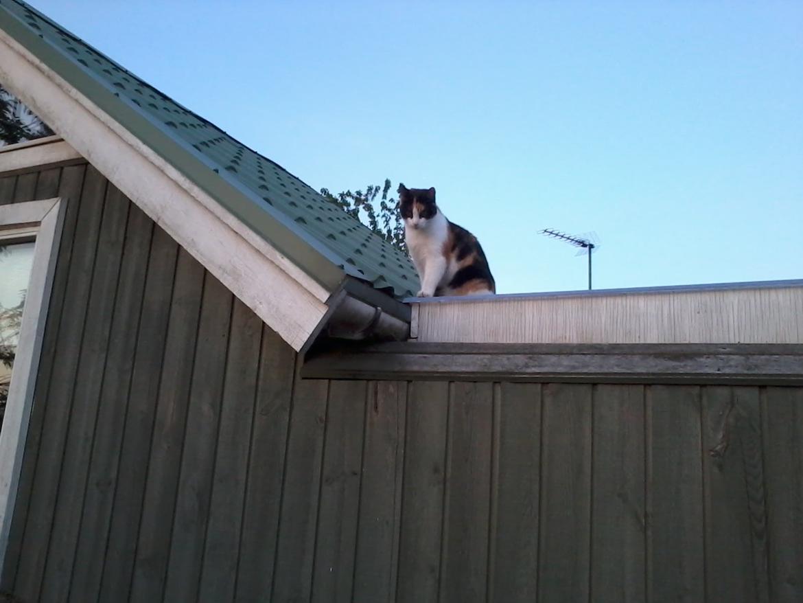 Huskat Mette billede 2