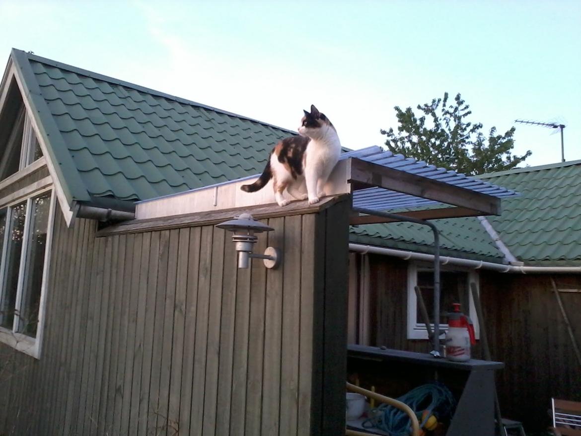 Huskat Mette billede 3