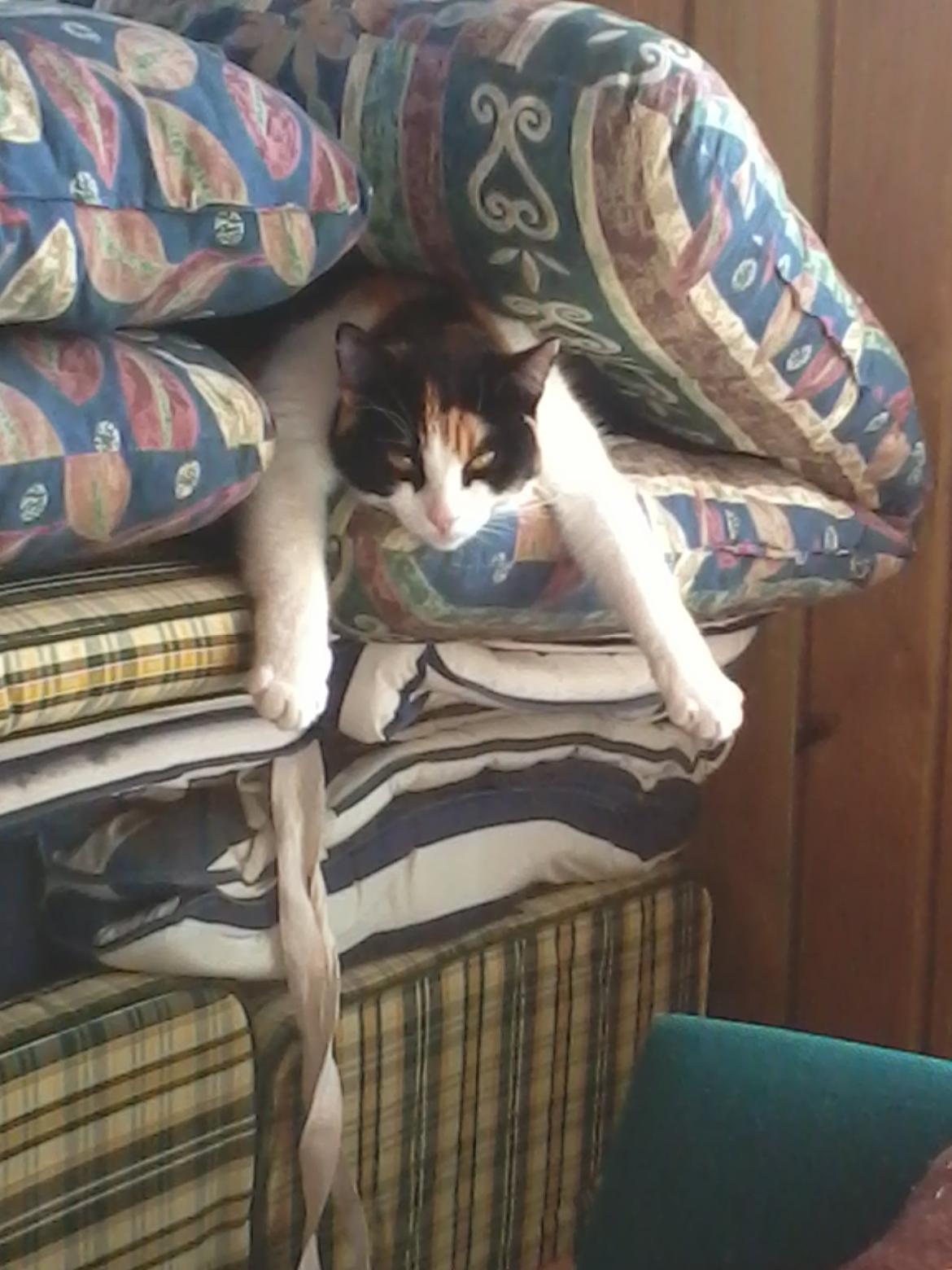 Huskat Mette billede 4