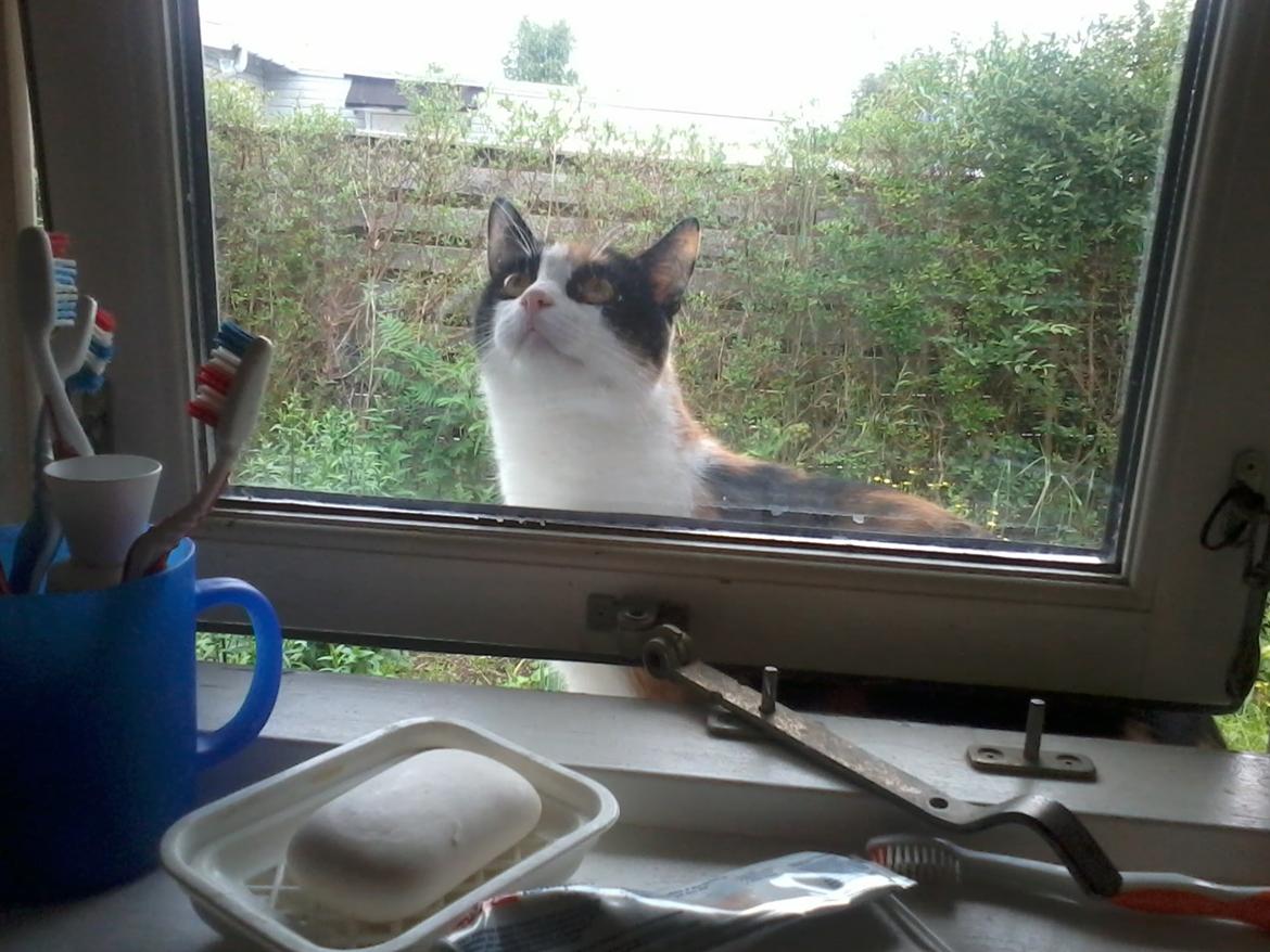 Huskat Mette billede 5