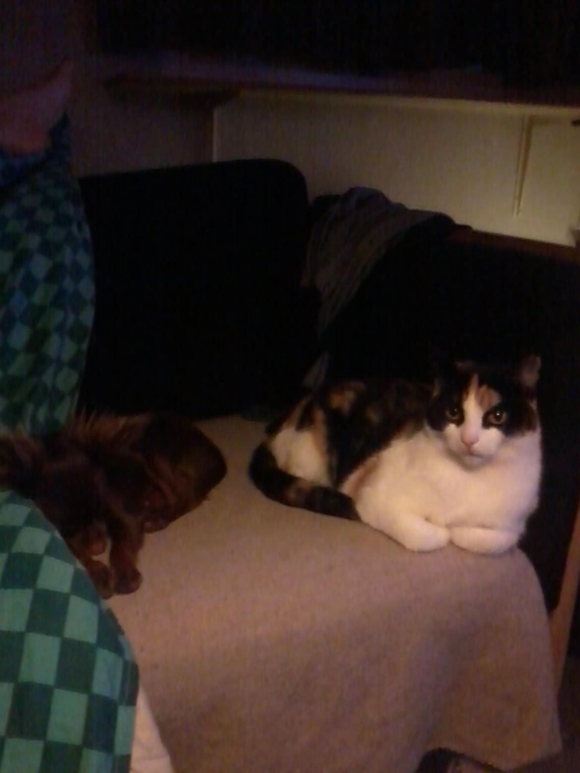 Huskat Mette - Balder og Mette billede 6