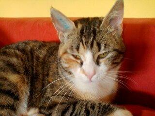 Huskat Mette - Mette's mor billede 7