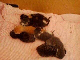 Huskat Mette - Mette og hendes søskende et par dage gamle billede 8