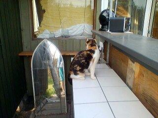 Huskat Mette billede 9