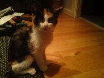 Huskat Mette - Mette et par uger gammel  billede 10