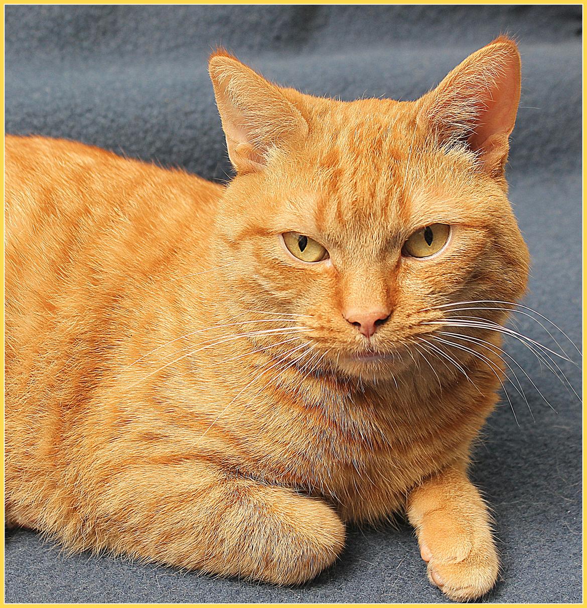 Huskat Kaiser billede 8