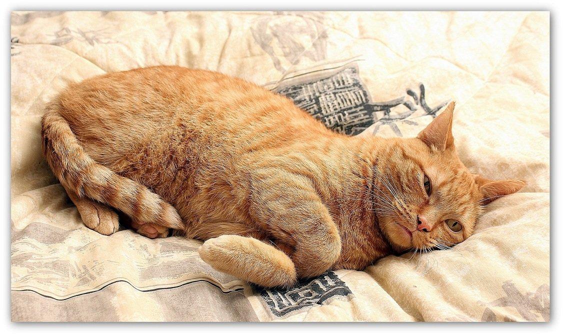 Huskat Kaiser billede 3