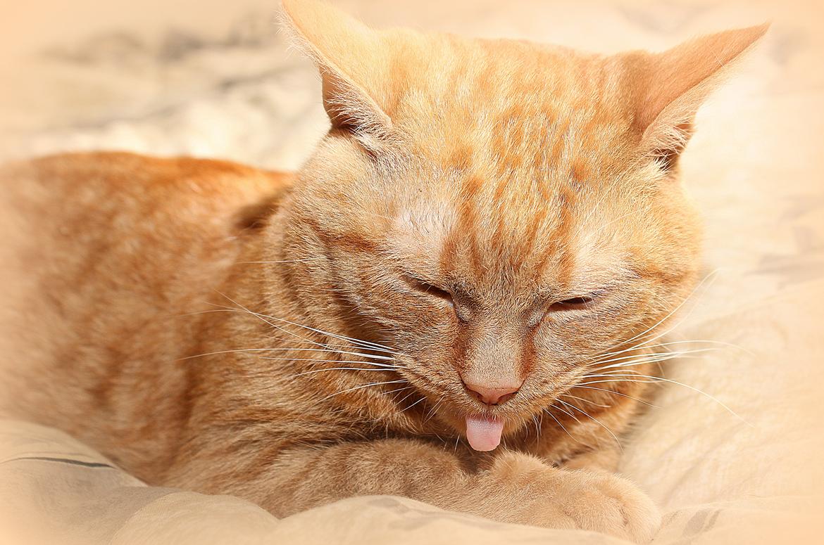 Huskat Kaiser billede 9