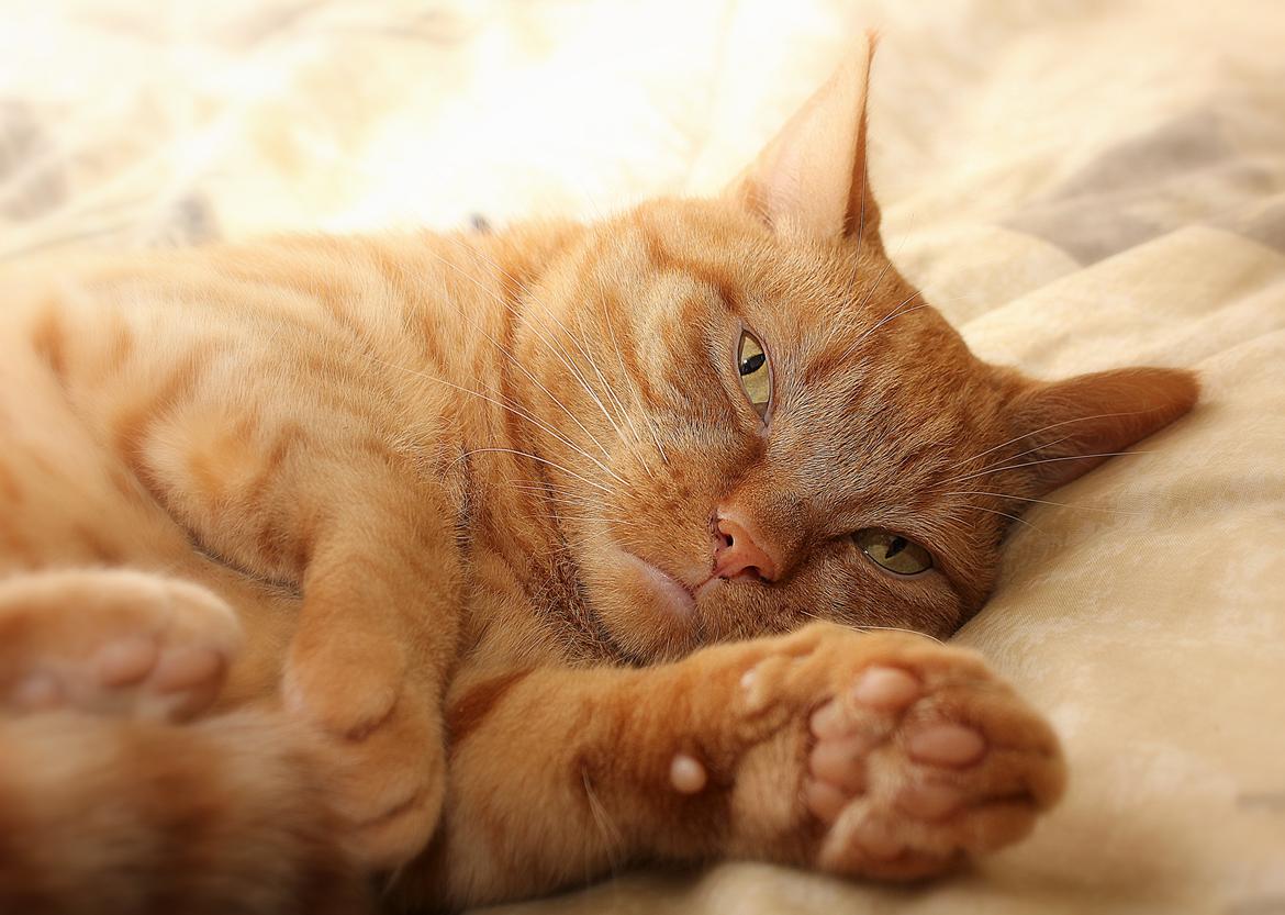 Huskat Kaiser billede 10