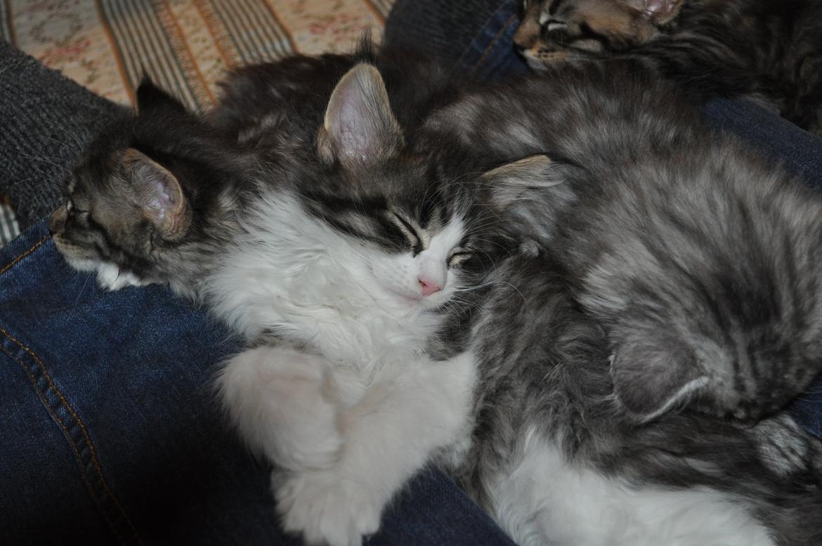 Maine Coon Darbie billede 7