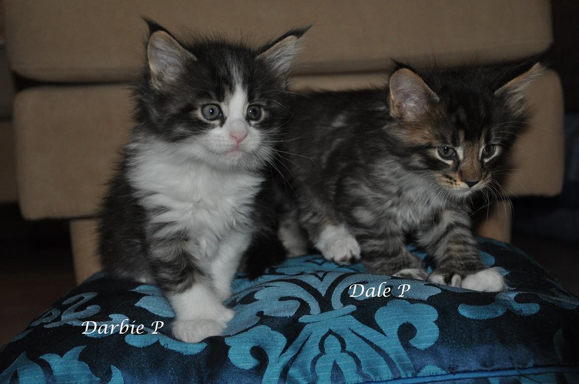 Maine Coon Darbie billede 10