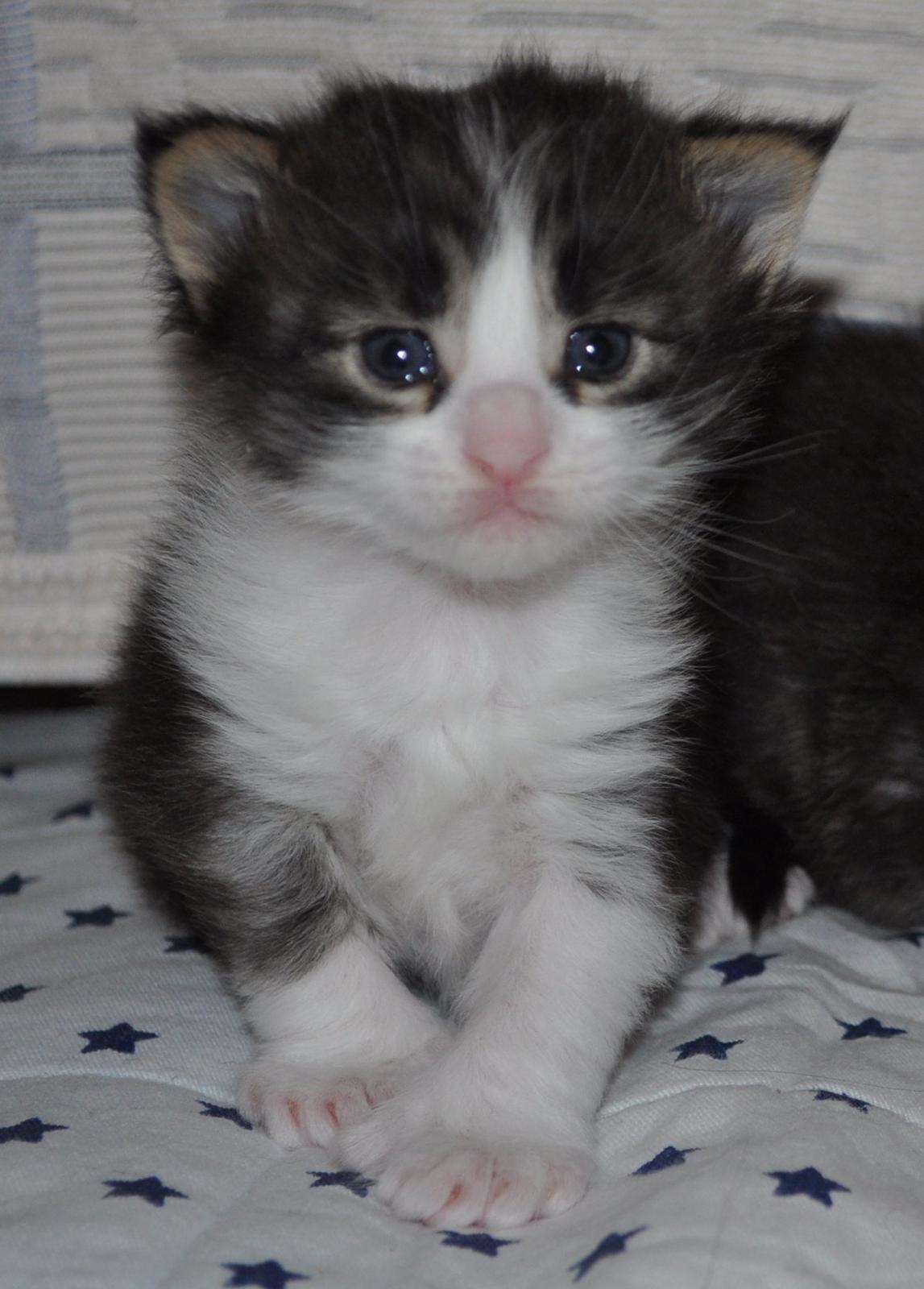 Maine Coon Darbie billede 11