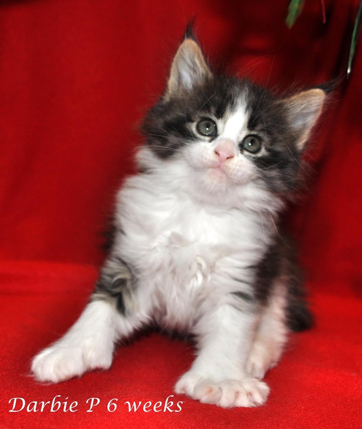 Maine Coon Darbie billede 8