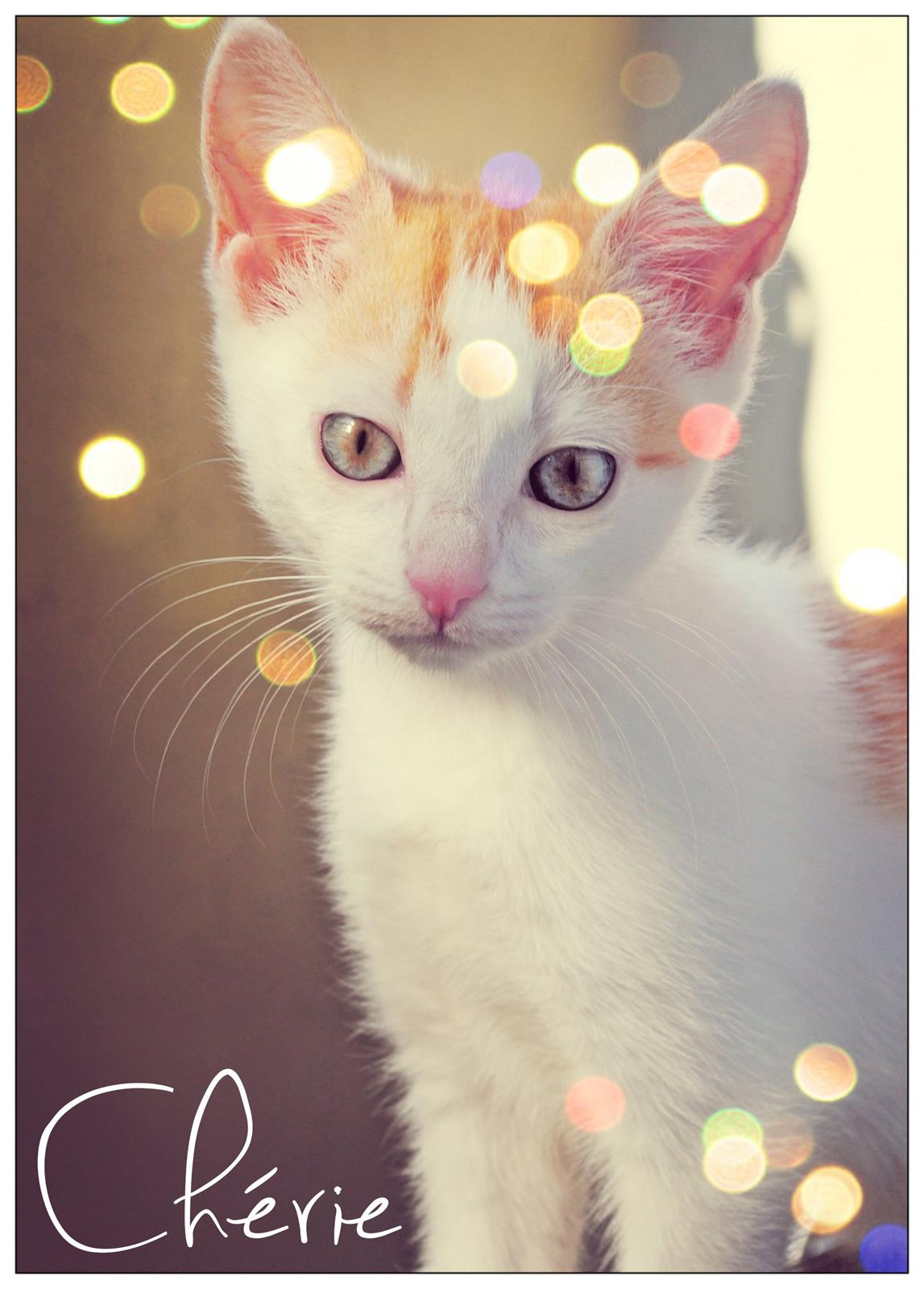 Huskat Liva Chérie billede 1