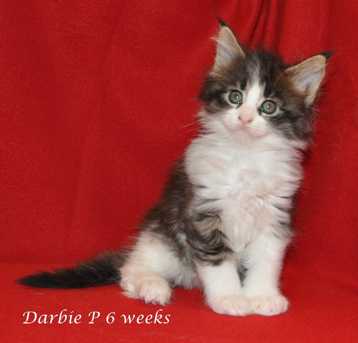 Maine Coon Darbie billede 9