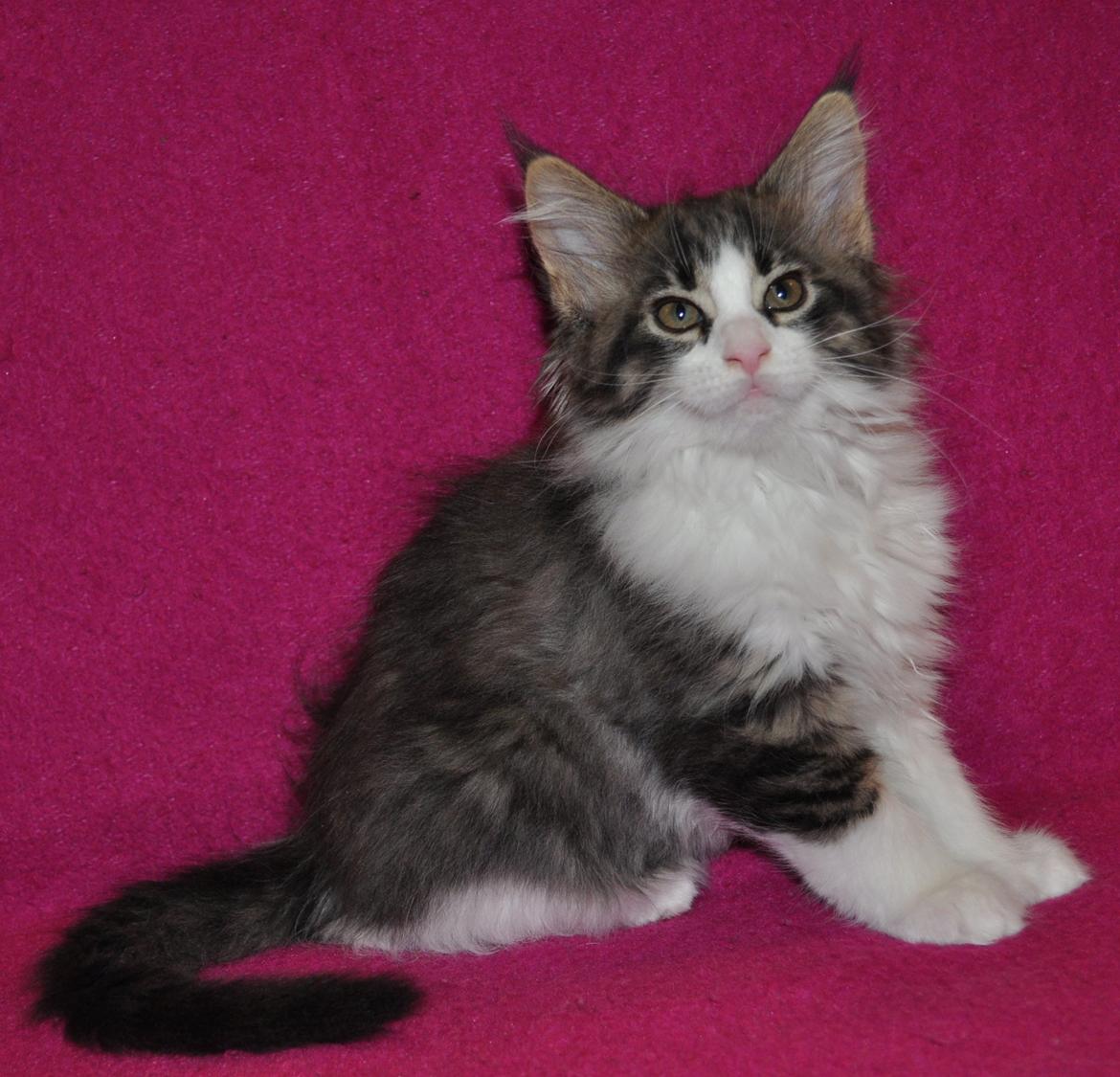 Maine Coon Darbie billede 2