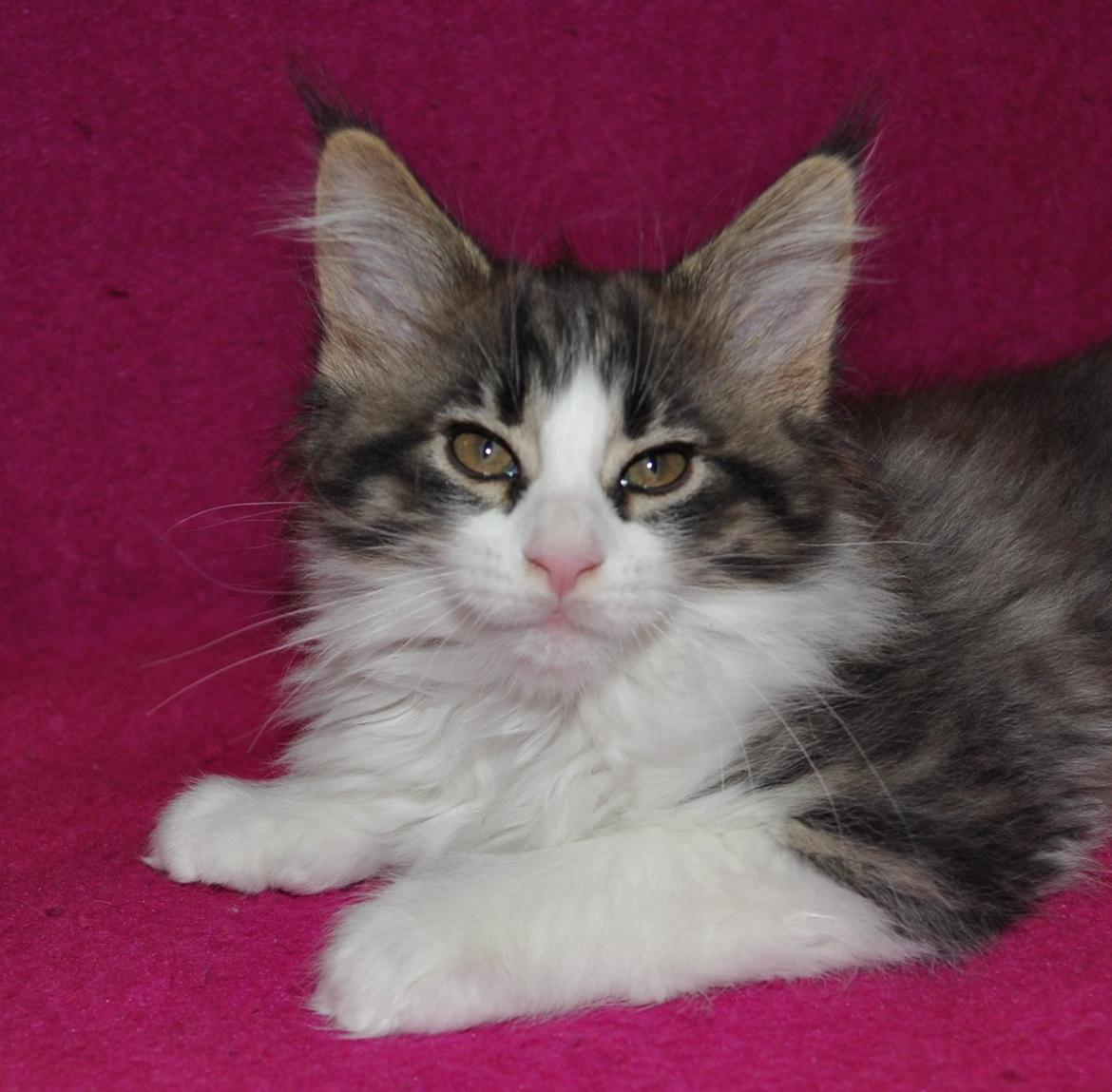 Maine Coon Darbie billede 5