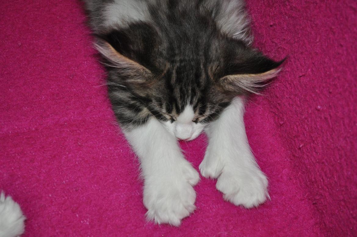 Maine Coon Darbie billede 3