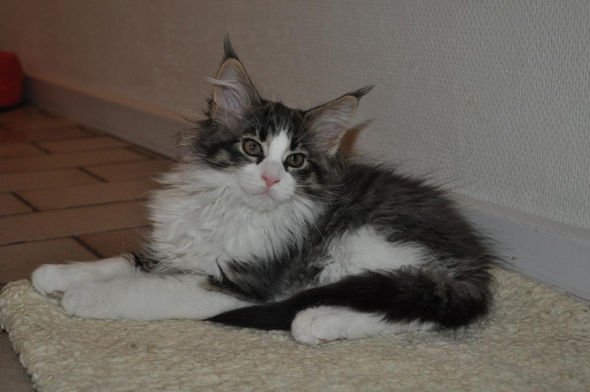 Maine Coon Darbie billede 4
