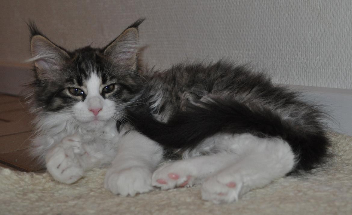 Maine Coon Darbie billede 1