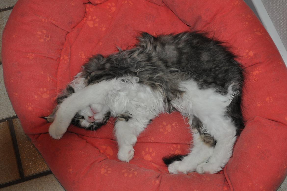 Maine Coon Darbie billede 6