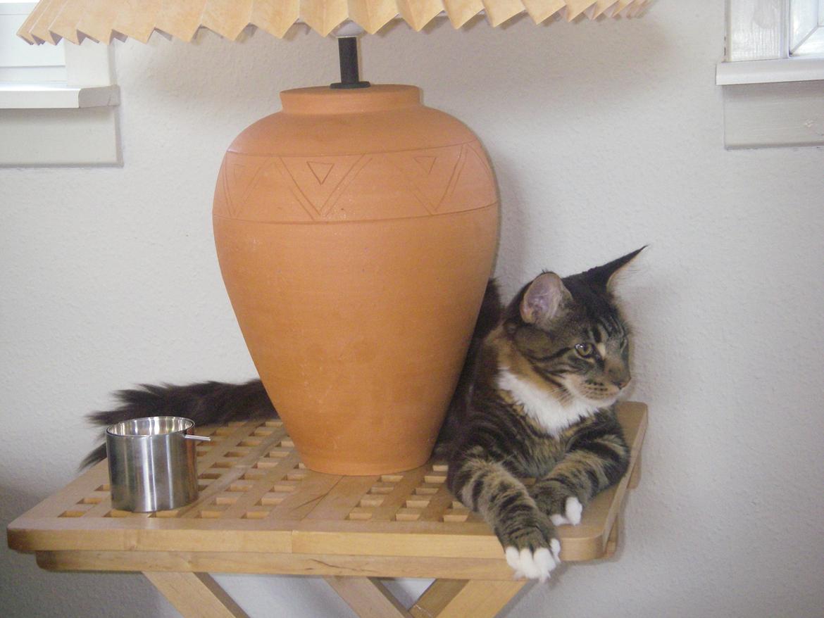 Maine Coon DK Red Line´s Fleetwood Mac billede 1