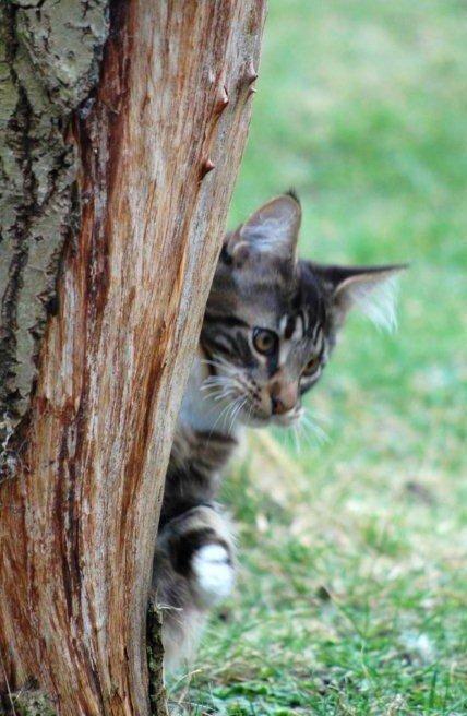 Maine Coon DK Red Line´s Fleetwood Mac billede 2