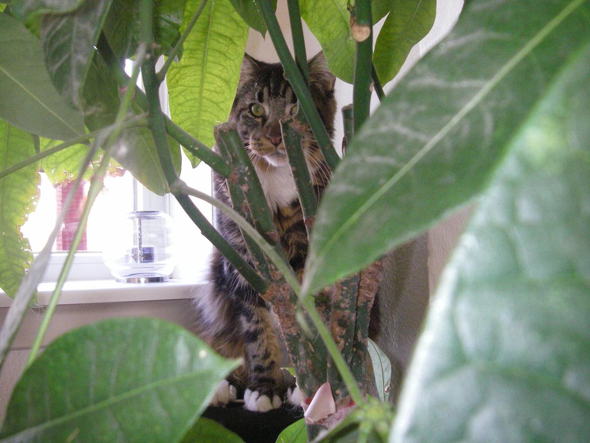 Maine Coon DK Red Line´s Fleetwood Mac billede 3