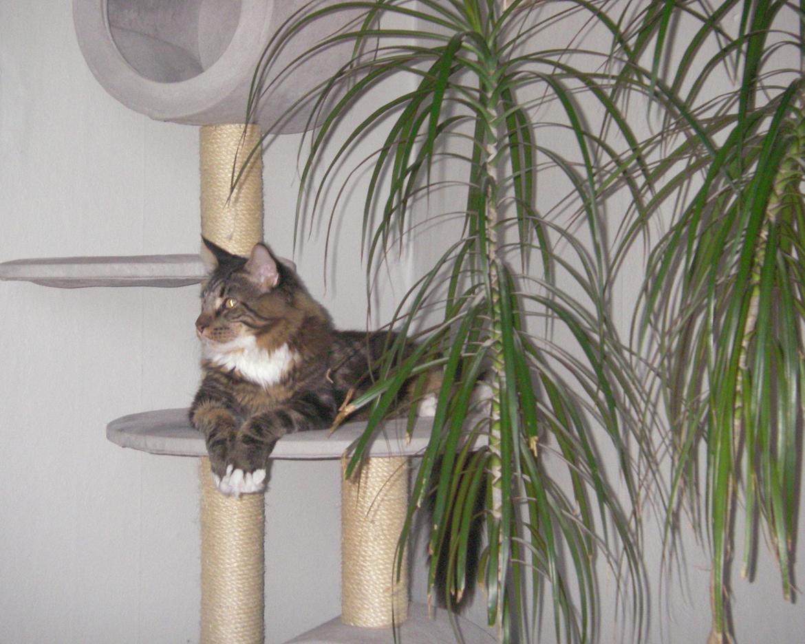 Maine Coon DK Red Line´s Fleetwood Mac billede 4