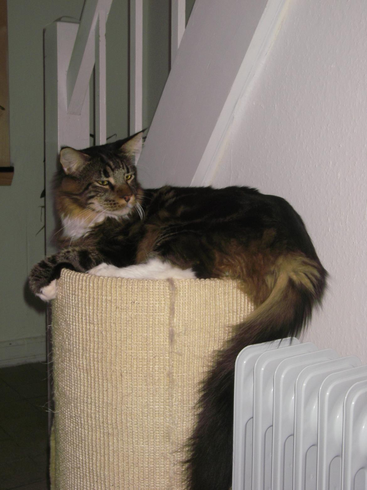 Maine Coon DK Red Line´s Fleetwood Mac billede 5