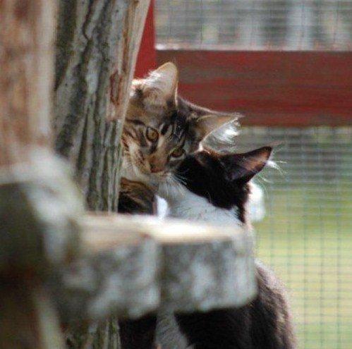 Maine Coon DK Red Line´s Fleetwood Mac billede 6