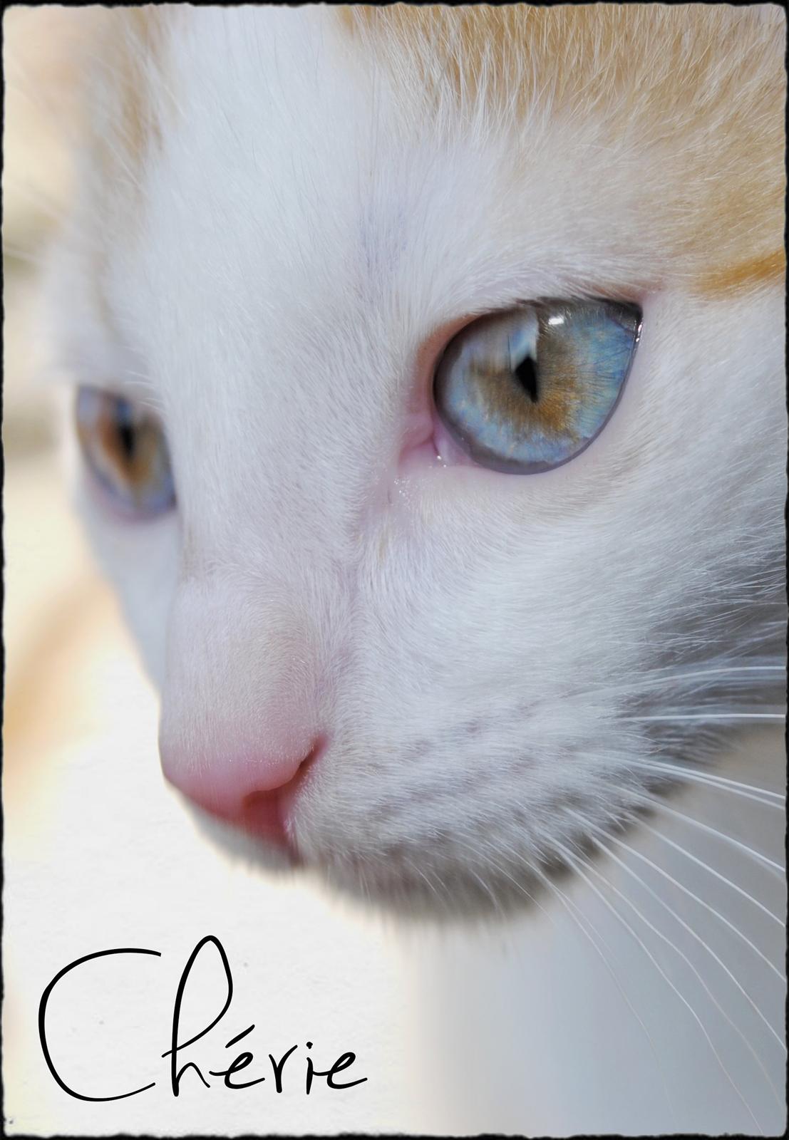 Huskat Liva Chérie billede 2