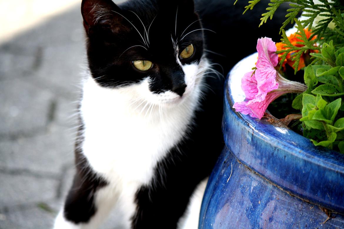 Blanding af racer COCO SURPRISE *Sov sødt min engel :’-(<3* - Velkommen til Cocos profil! :D billede 1