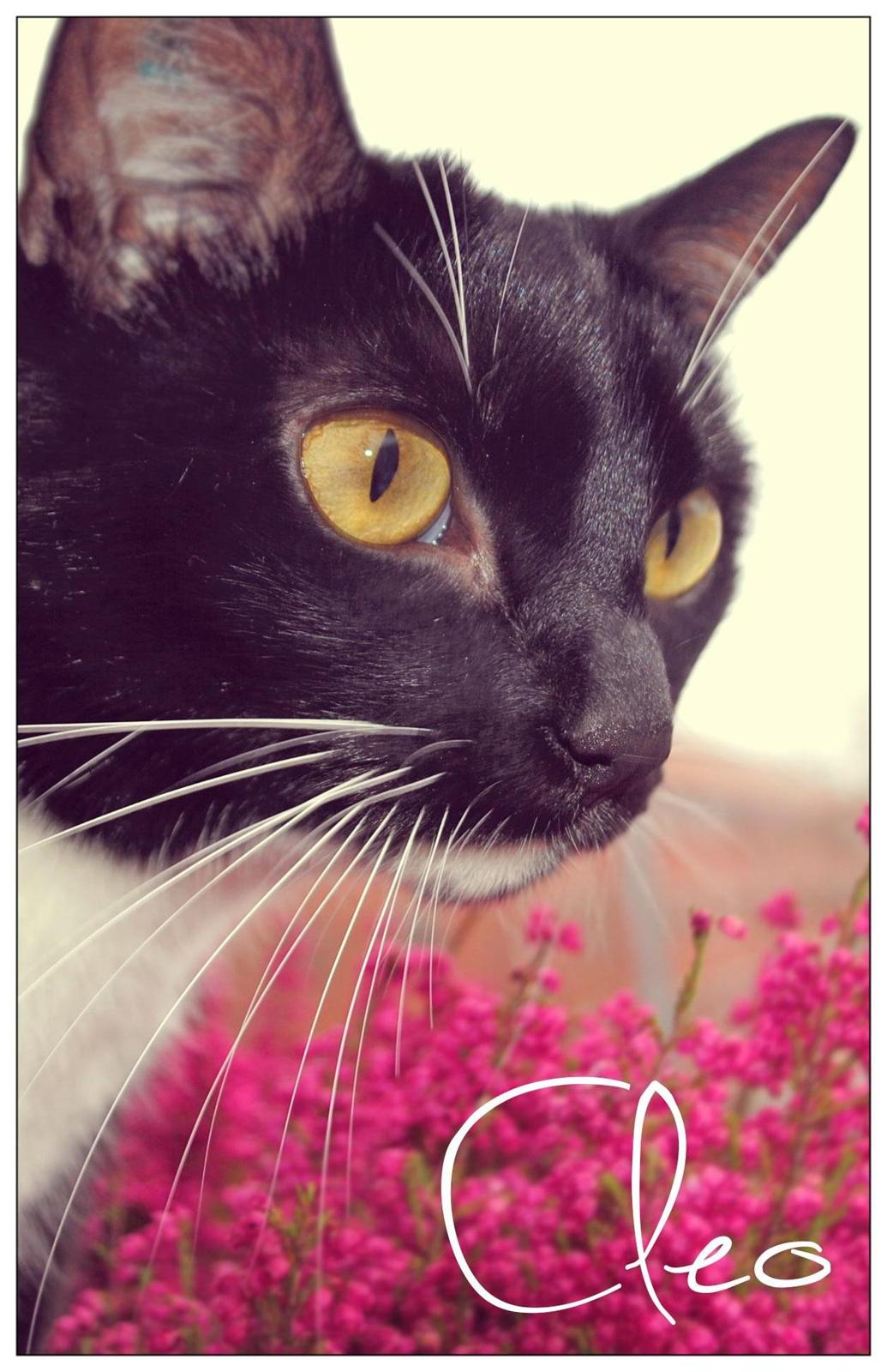 Blanding af racer 'Cleopatra billede 2