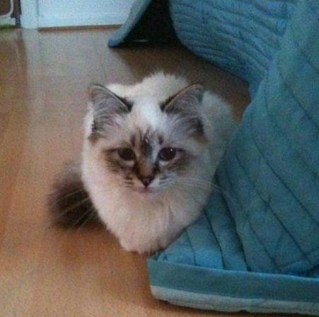 Hellig Birma Lilly (D´Lies Tommelise) billede 20