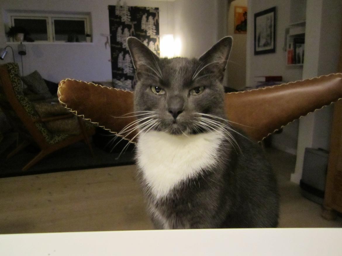 Huskat Dambakken's Freddy billede 6