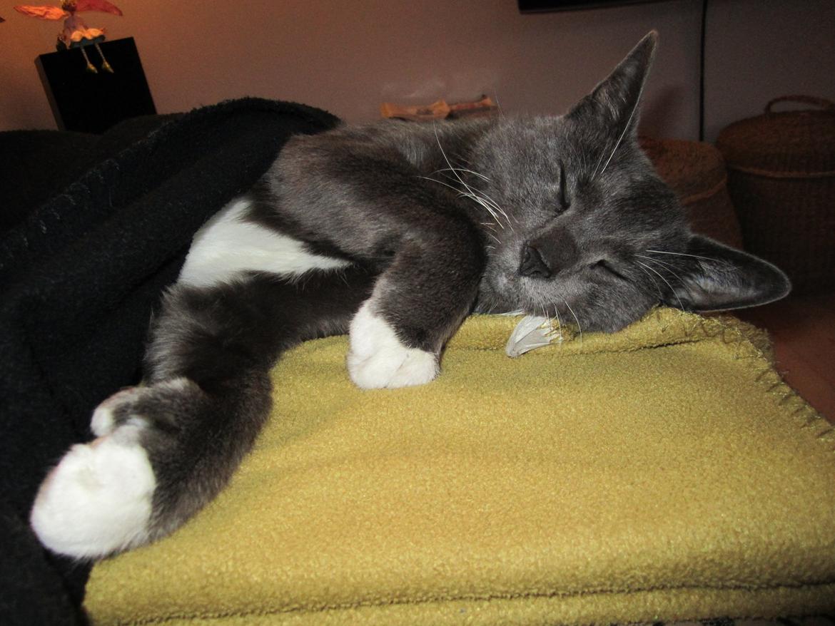 Huskat Dambakken's Freddy billede 7