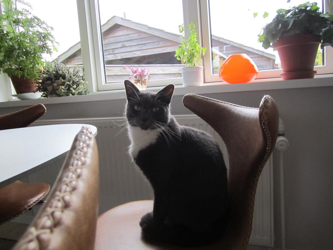 Huskat Dambakken's Freddy billede 8