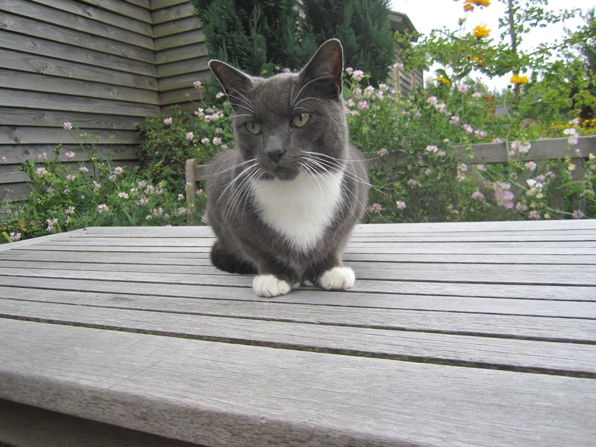 Huskat Dambakken's Freddy billede 9