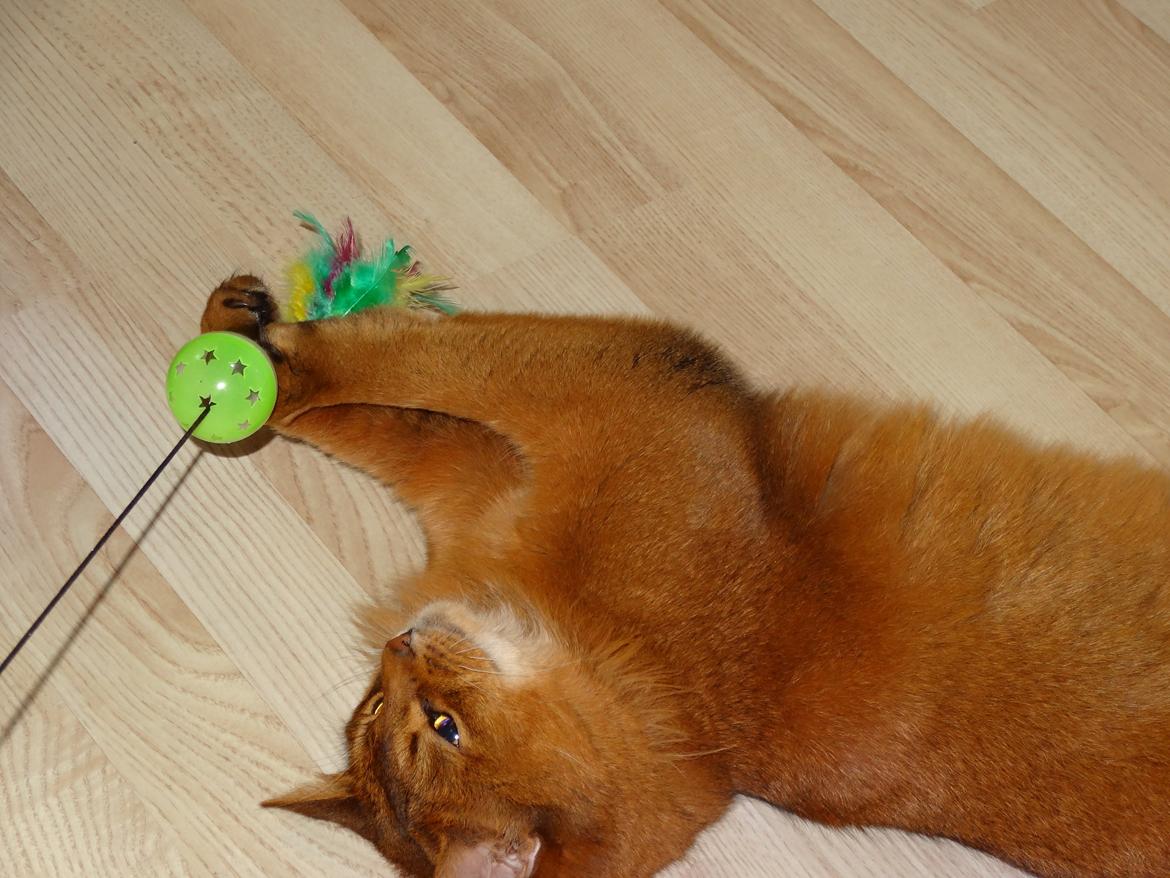 Somali Dushara Hexia de Trix billede 13