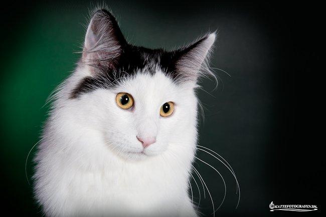 Norsk Skovkat DK Lindvig's Fellini billede 7