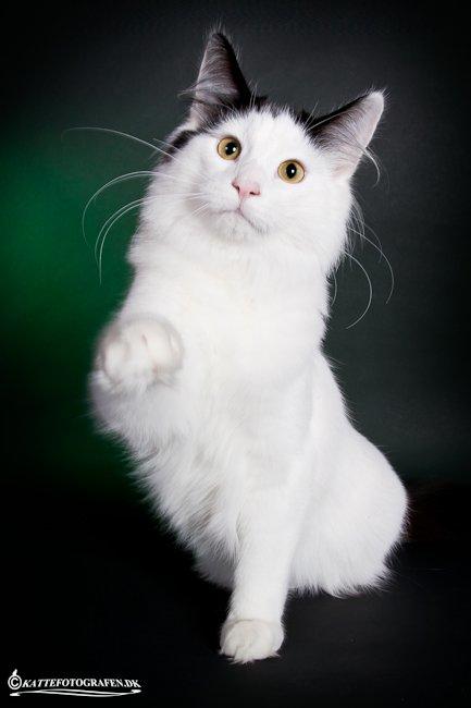 Norsk Skovkat DK Lindvig's Fellini billede 8