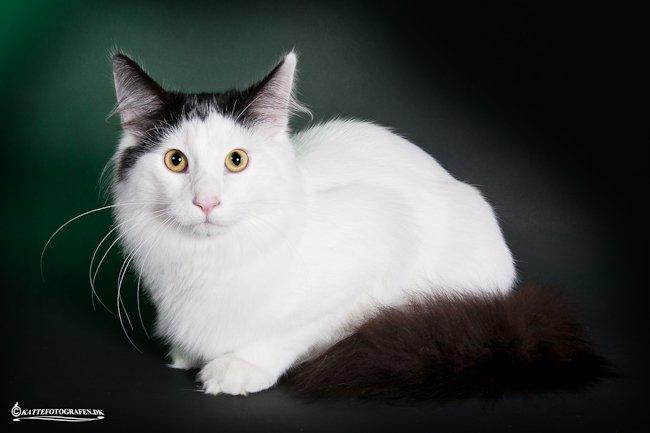 Norsk Skovkat DK Lindvig's Fellini billede 9