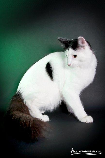 Norsk Skovkat DK Lindvig's Fellini billede 10