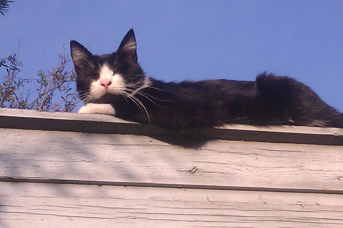 Huskat ~ Coke *Forsvundet* billede 18