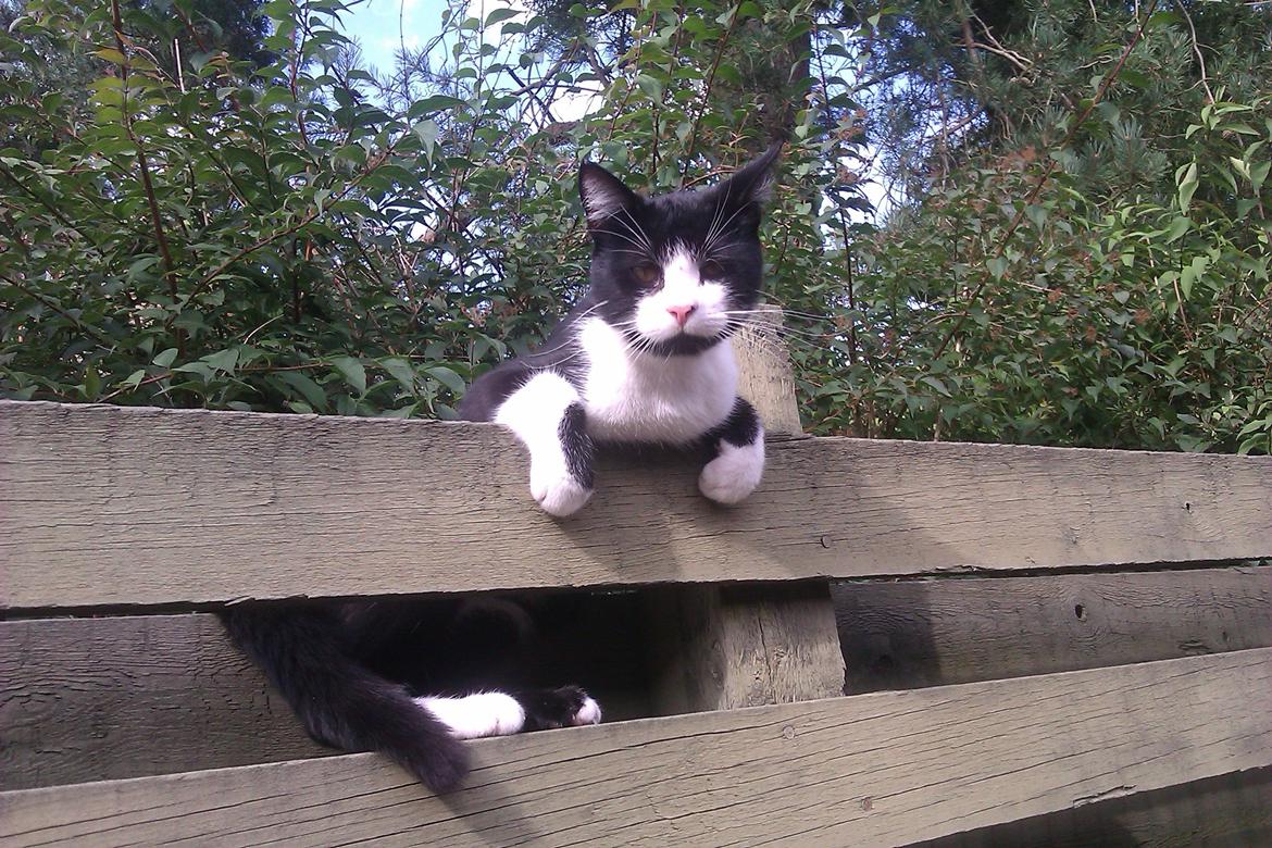 Huskat ~ Coke *Forsvundet* billede 9