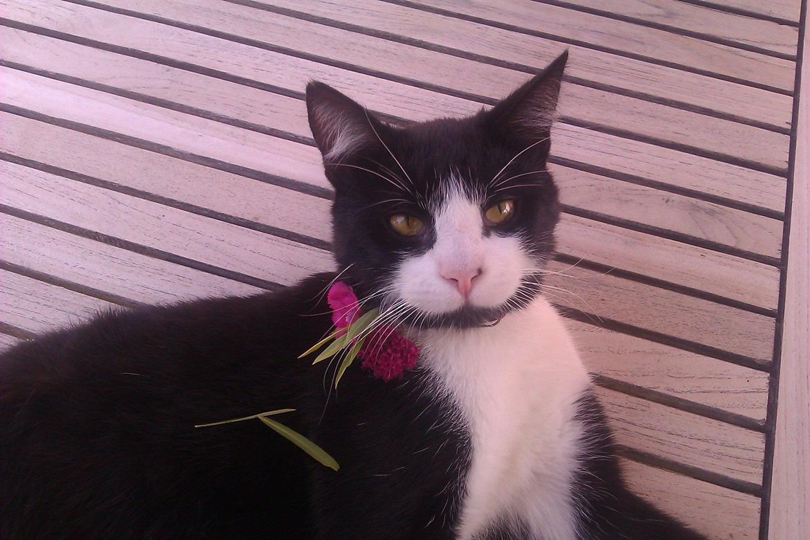 Huskat ~ Coke *Forsvundet* billede 7