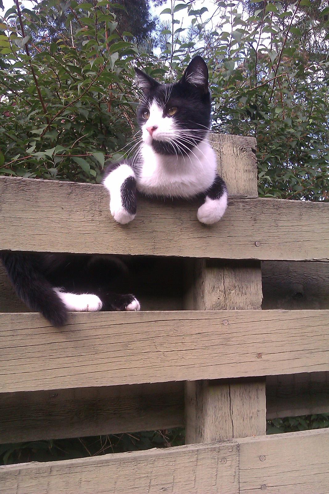 Huskat ~ Coke *Forsvundet* billede 8