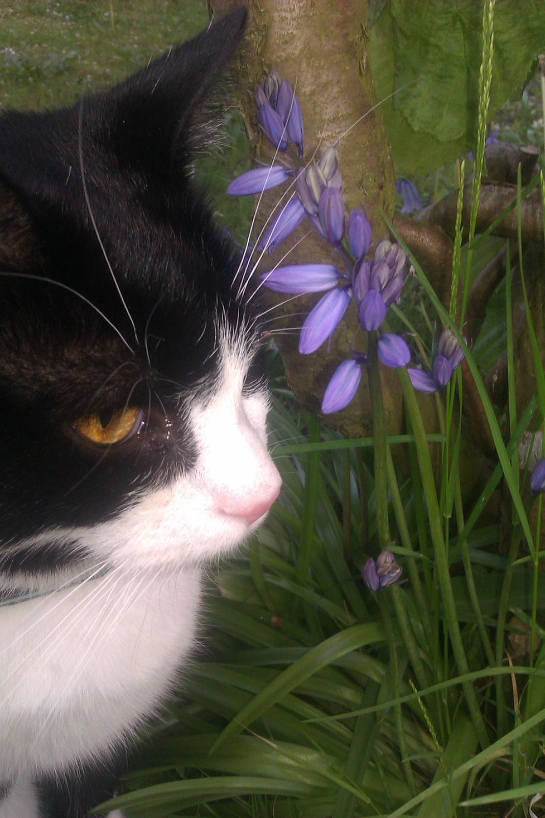 Huskat ~ Coke *Forsvundet* billede 19